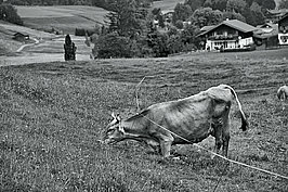 Tierwelt (4v9)_t.jpg